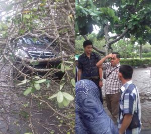 a4-300x267 Pohon Tumbang, M. Nasir S.Sos Kasubag Dinkes OKI Selamat