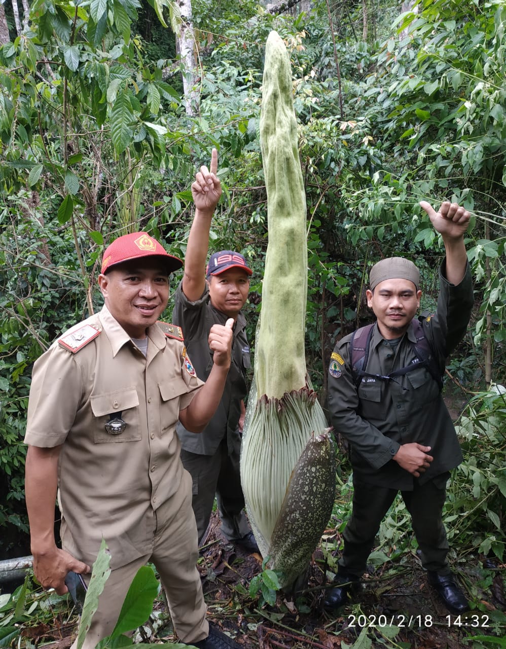 F3 Masih Kuncup, Bunga Raflesia Ditemukan di Pagaralam