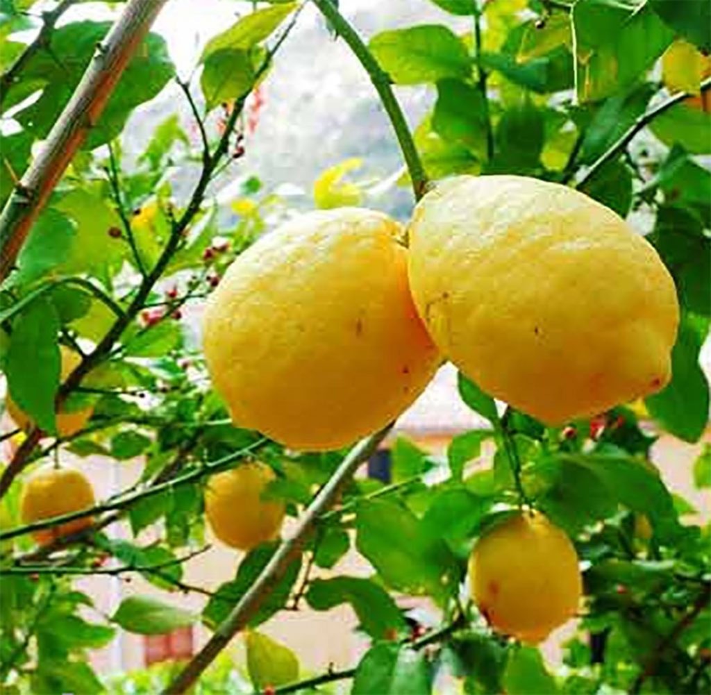 Gurihnya Manisan Kulit Jeruk Lemon, Cemilan Andalan Desa Bandar Jaya