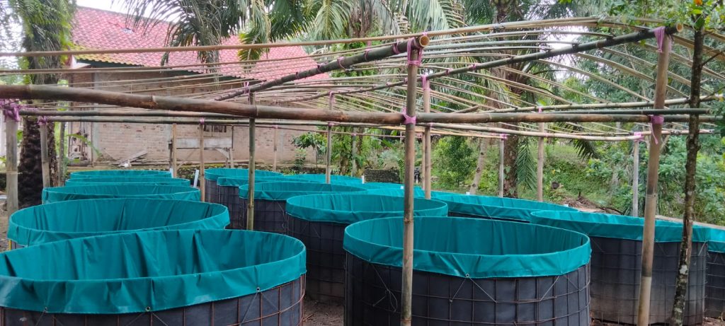 B2-1024x461 Ketahanan Pangan di Srimenanti, Tabur Benih Lele dengan Sistem Bioflok