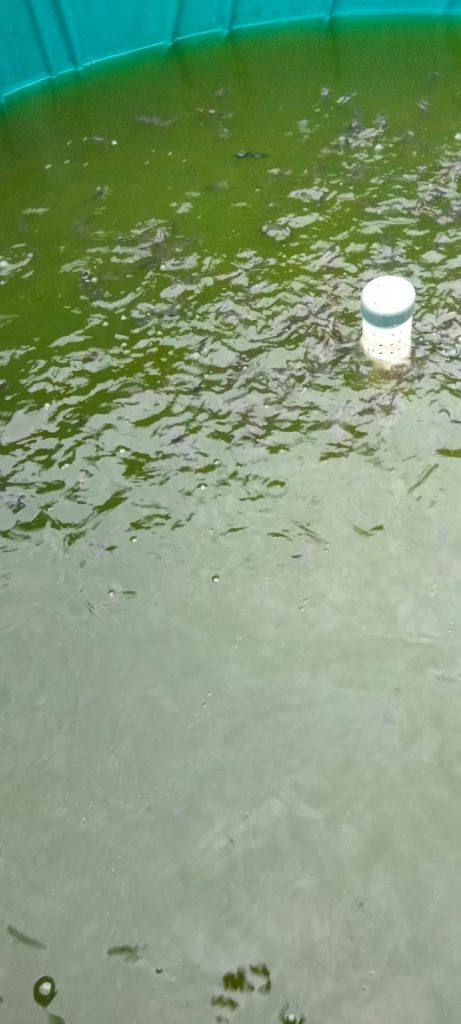 B4-461x1024 Ketahanan Pangan di Srimenanti, Tabur Benih Lele dengan Sistem Bioflok