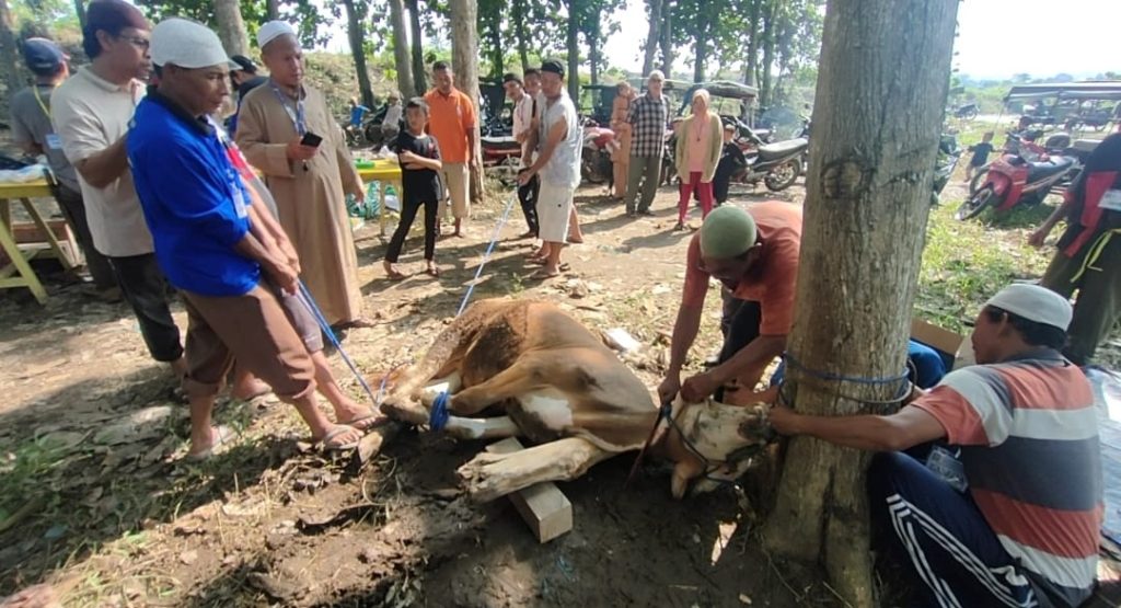 IMG-20230629-WA0080-1024x555 Idul Adha, Majelis Taklim Falilah Berqurban 12 Sapi, 4 Kambing
