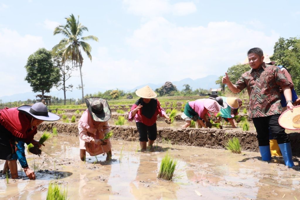 IMG_20230911_104019_793-1024x683 Dalam Setahun, Yakin Produktifitas Meningkat, dari 2 Kali Tanam Menjadi 3 Kali