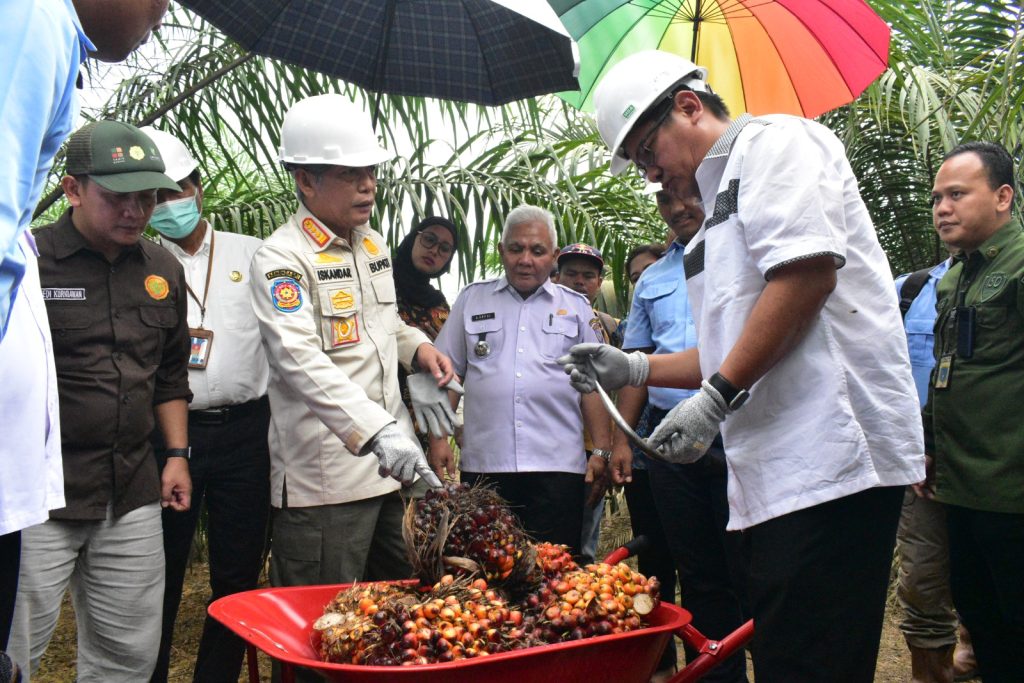 b3-2-1024x683 Bupati OKI Panen Perdana Kelapa Sawit Program PSR