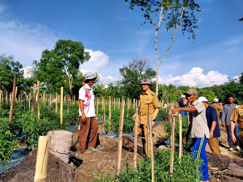 A4-1024x768 Tinjau Perkebunan Cabai, PJ Bupati OKUJanji Bantu Permodalan Petani