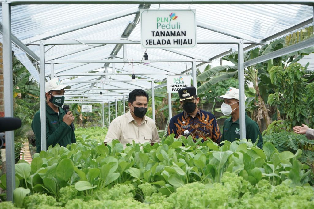 A3-1024x682 Sempat Ditinjau Erick Thohir, Program TJSL PLN Hidroponik Sako Baru Sukses Panen Puluhan Kilo