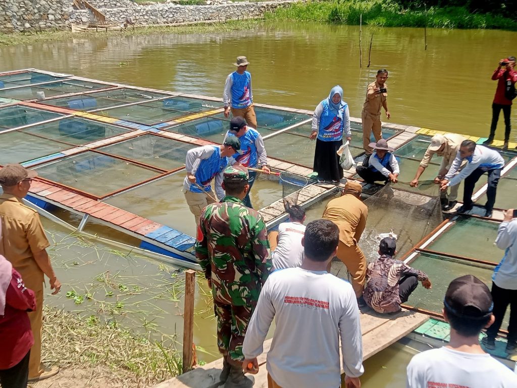 b2-11-1024x768 Kadin Kelautan dan Perikanan Provinsi Sumsel Panen Raya Ikan Patin di Desa Karang Dapo