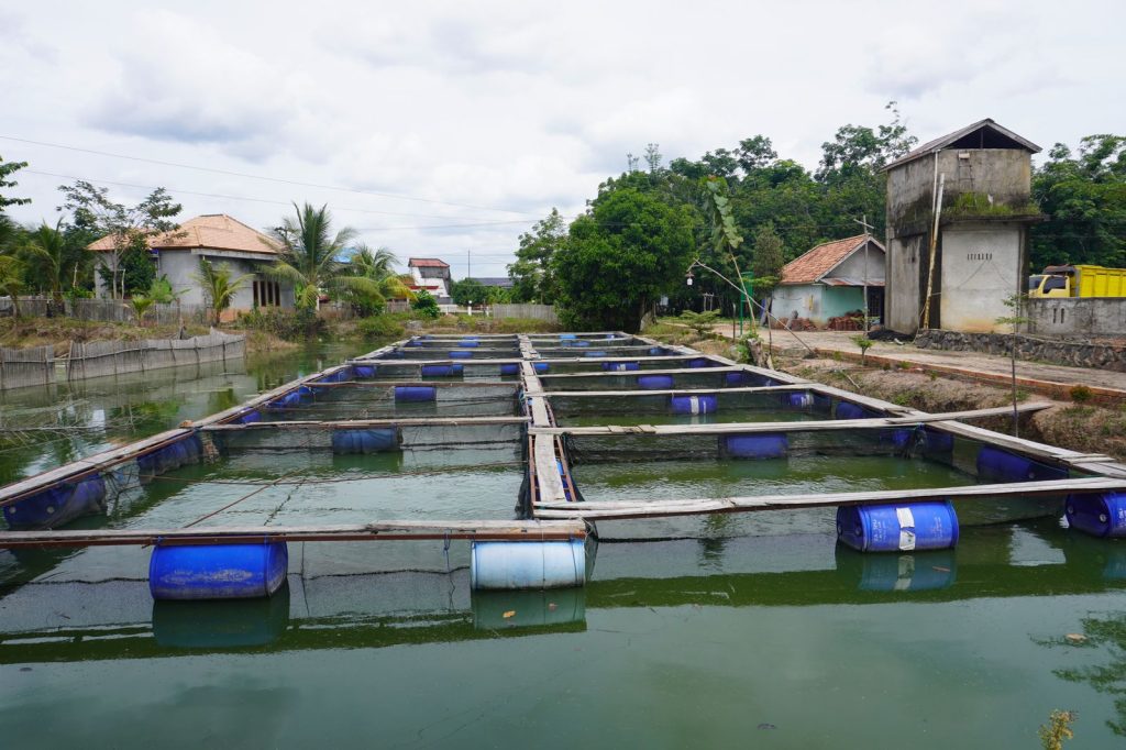 IMG-20241129-WA0082-1024x682 Program PLN Peduli Dorong Optimalisasi Peternakan dan Perikanan di Desa Tanjung Bulan